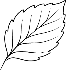 Buchenblatt_schwarz